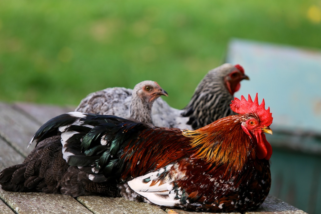 chicken-picnic-table-bedlam-farm