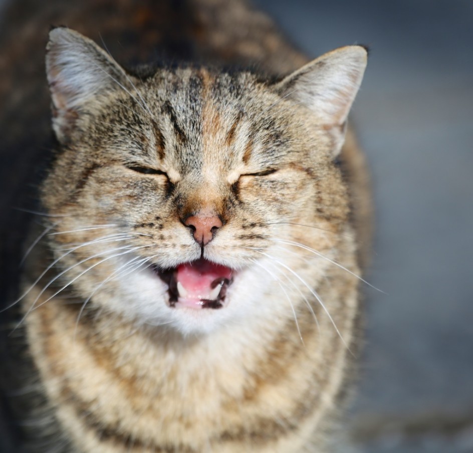 Life Of A Barn Cat