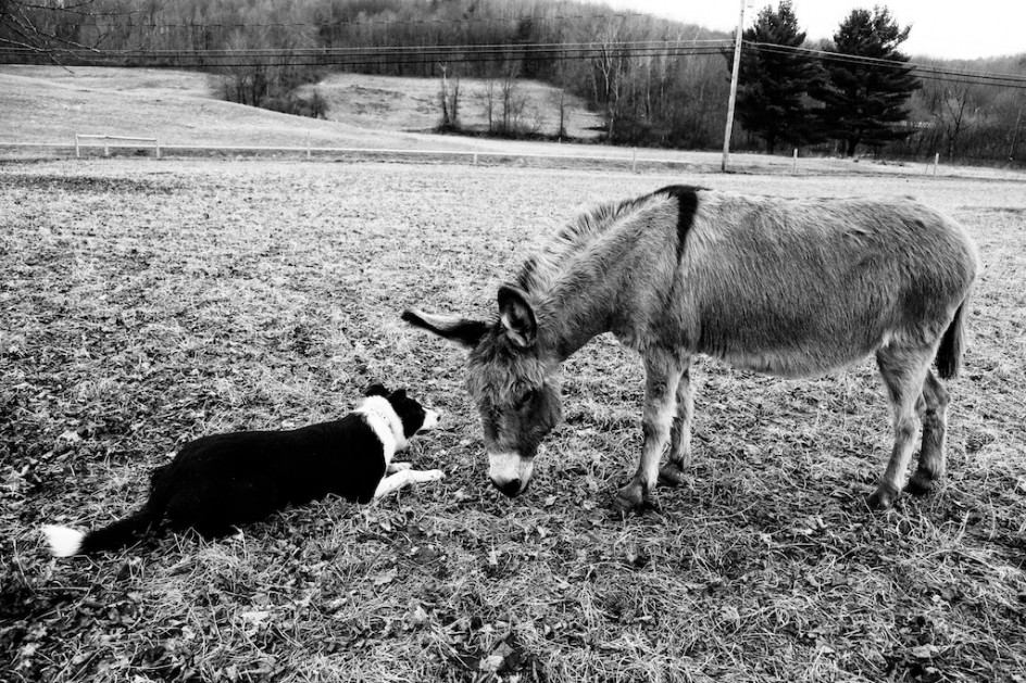 Border Collie's Heart, Cont.