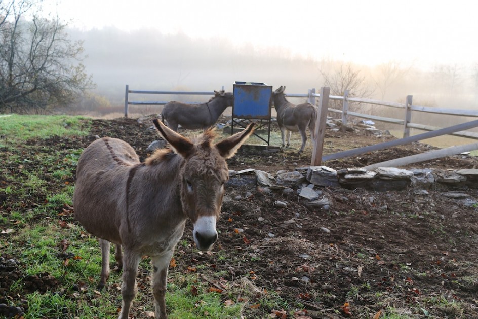 A Peaceable Kingdom Emerges