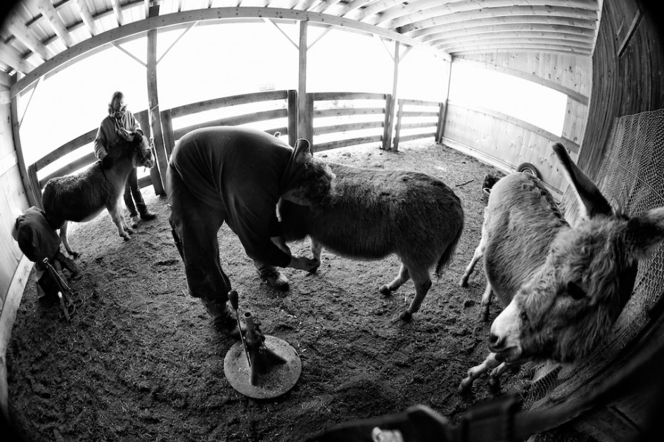 Trimming Hooves