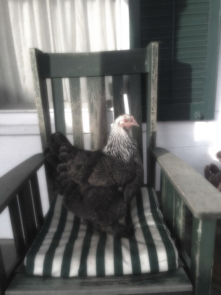 Chicken On A Chair