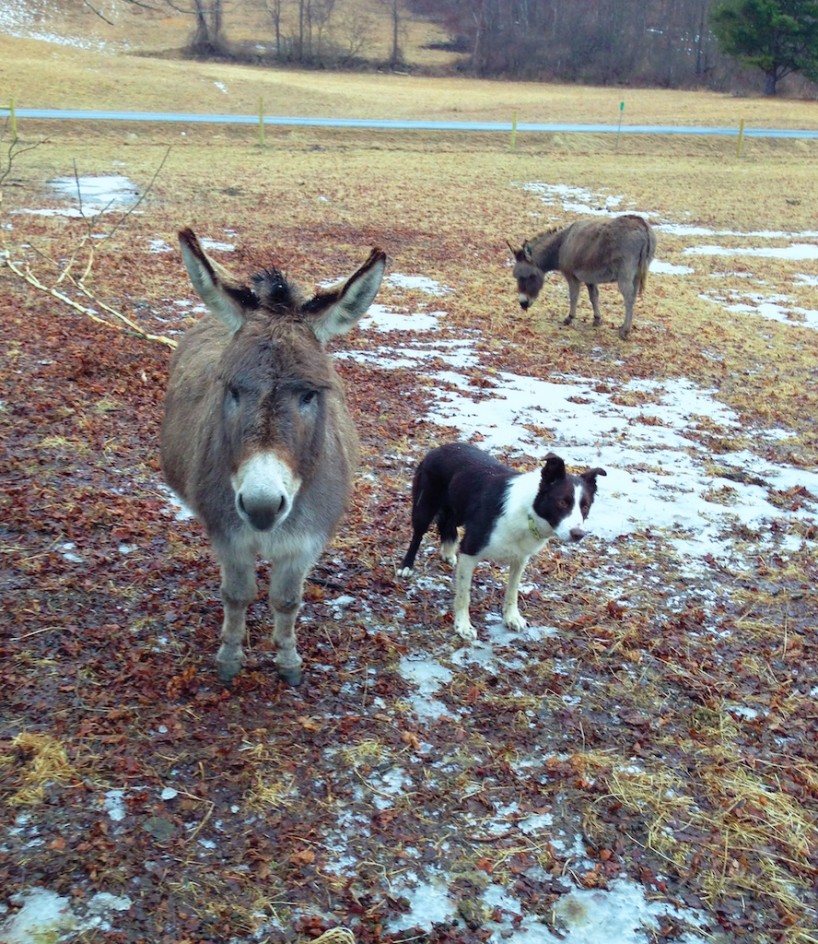 Lulu and Red