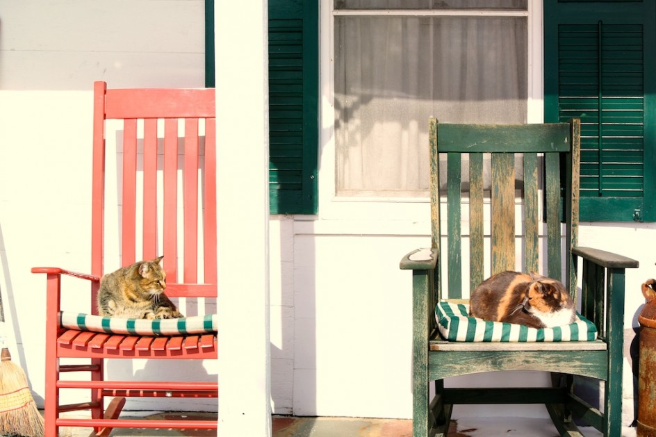 Barn Cats