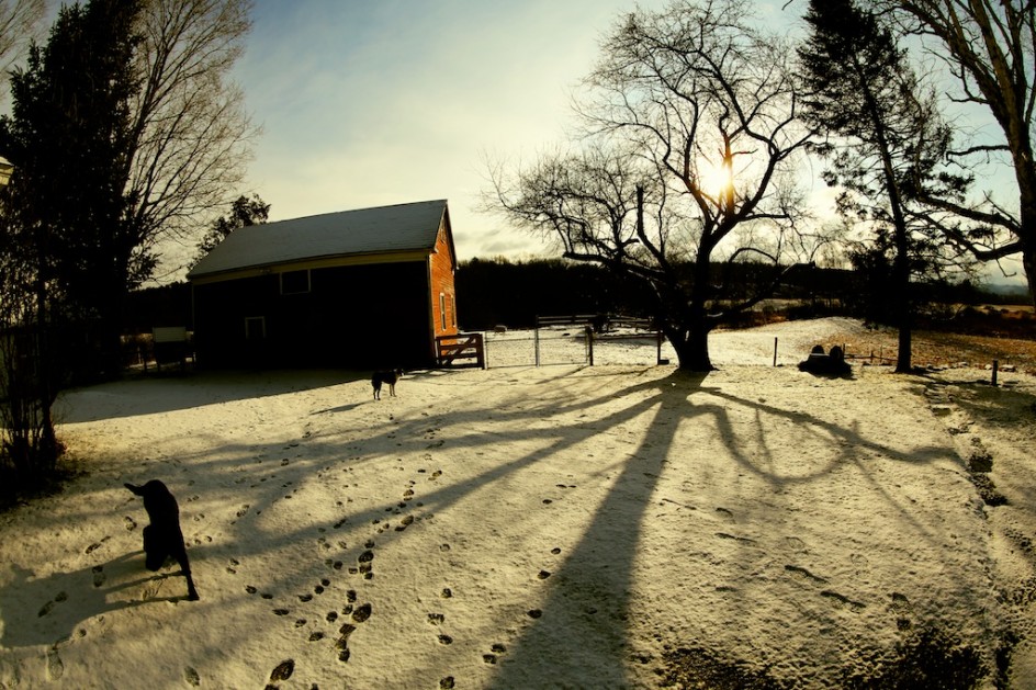 Bedlam Farm Symbol