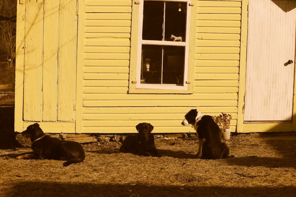 Dogs Of Bedlam Farm