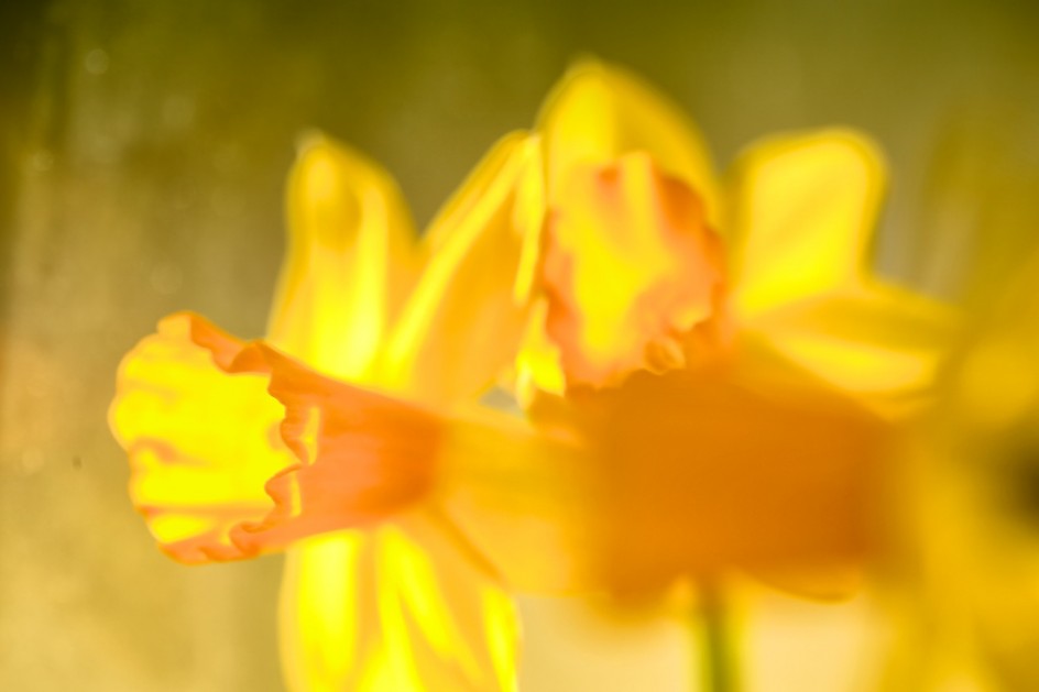 Anne"s Daffodils