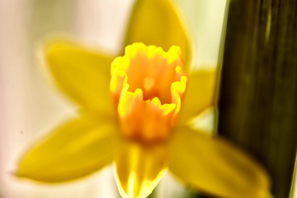 Anne's Daffodils
