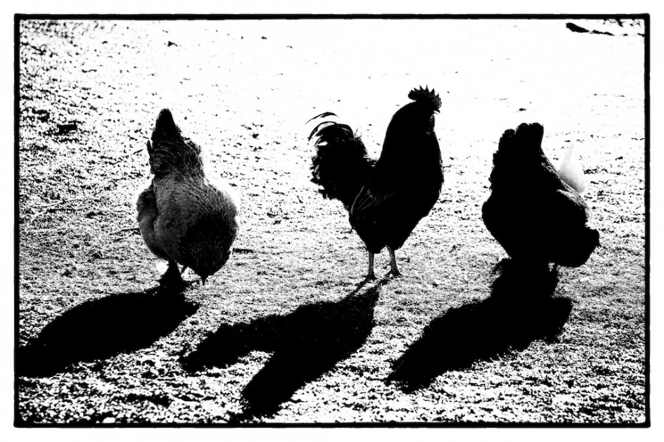 Chickens In Shadow