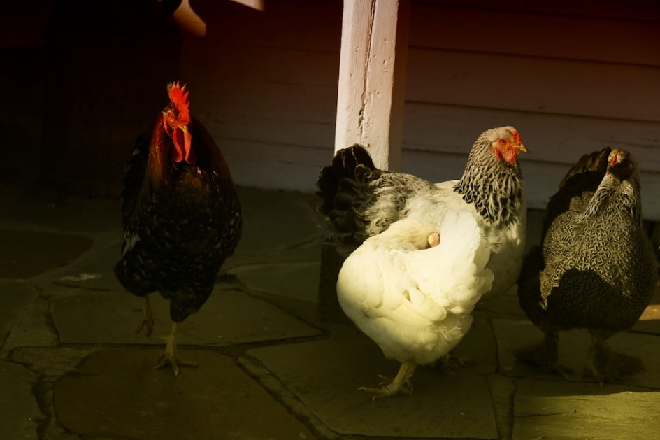 Chickens In Shadows