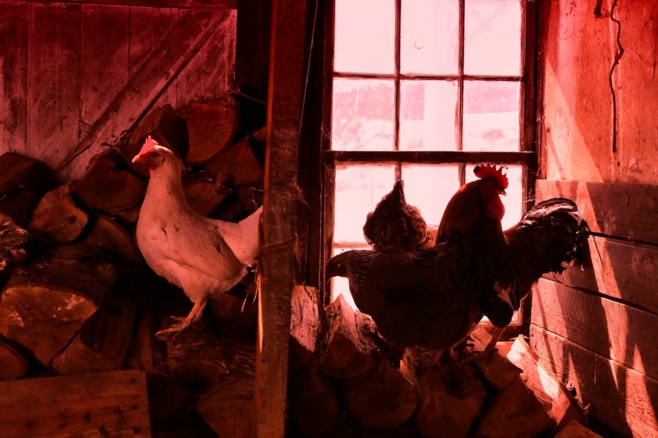 Chickens In The Woodshed