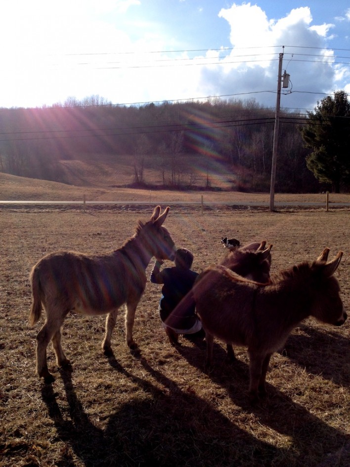 Loving Donkeys