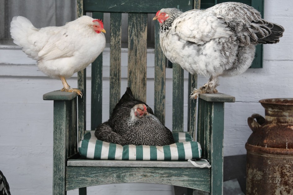 Hens Daily Briefing