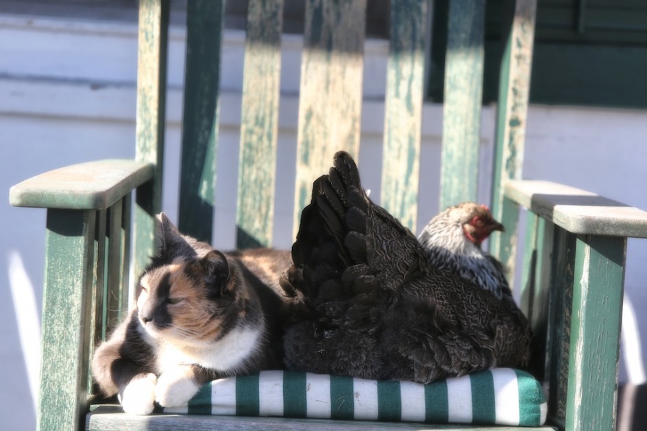 The Barn Cat And The Hen
