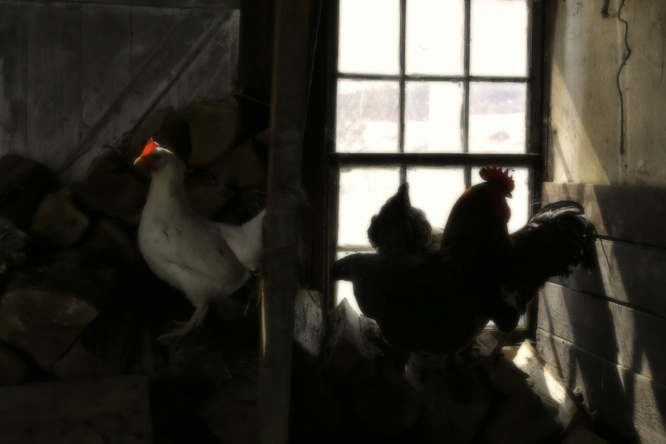 Chickens Dancing In The Woodshed