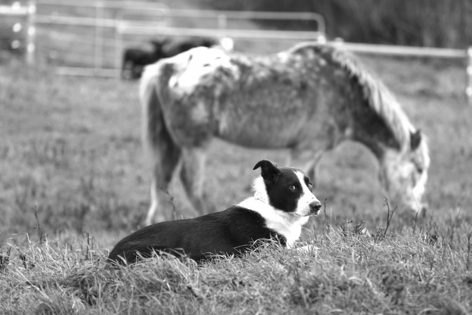 Animal Friendships