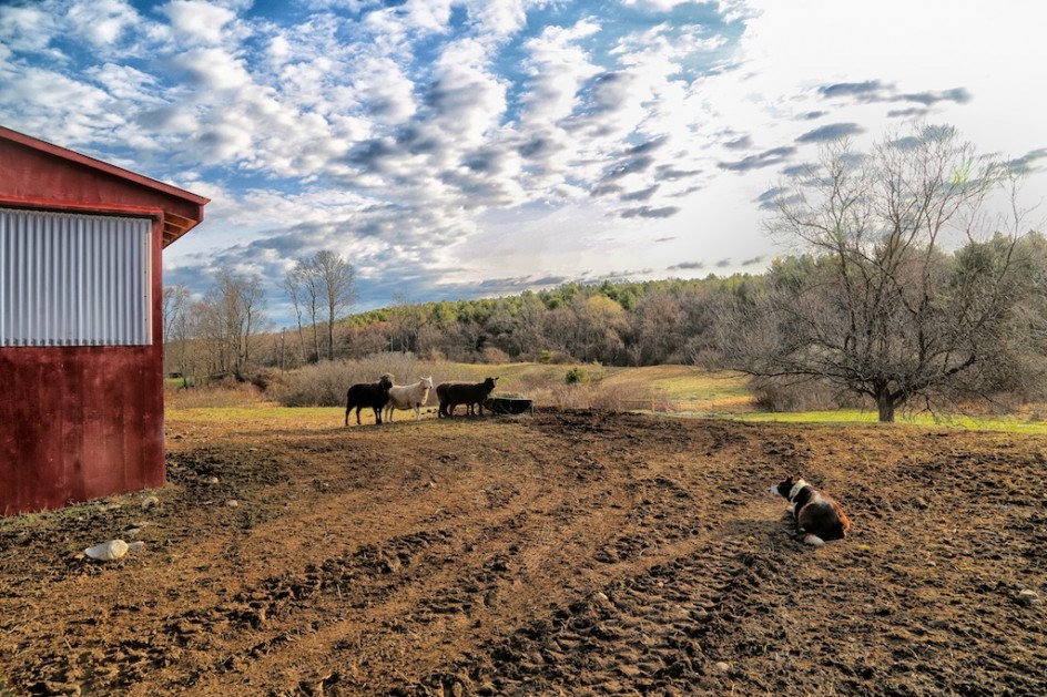 Claiming The New Farm