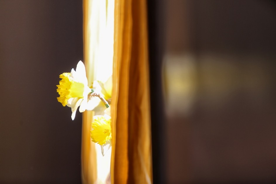 Daffodil's Prayer