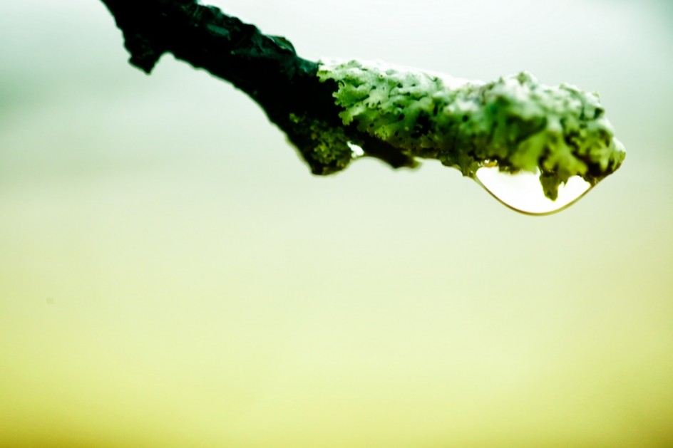 Lichen In The Rain