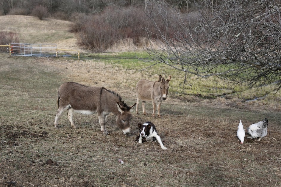 Strangeness Of The Border Collie