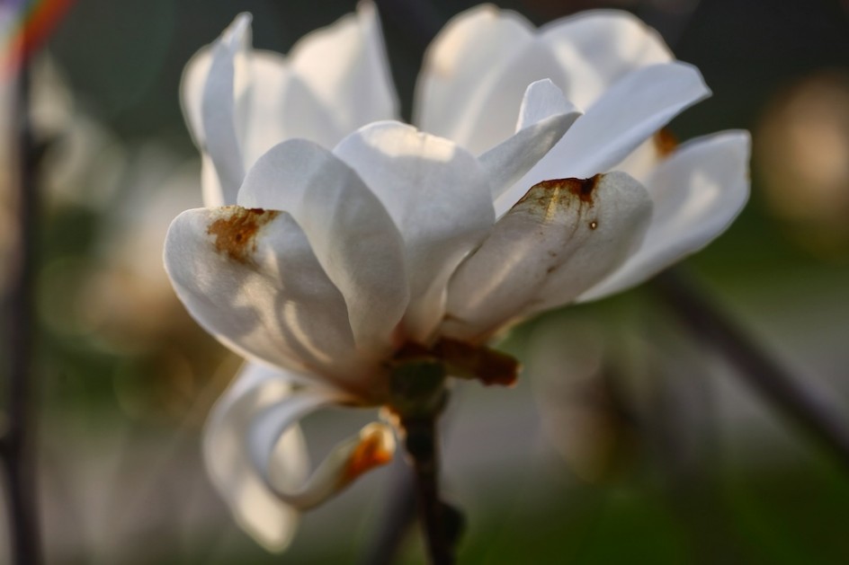 Magnolia