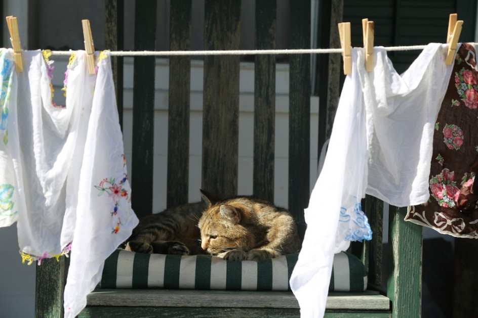 Barn Cat And Handkerchiefs