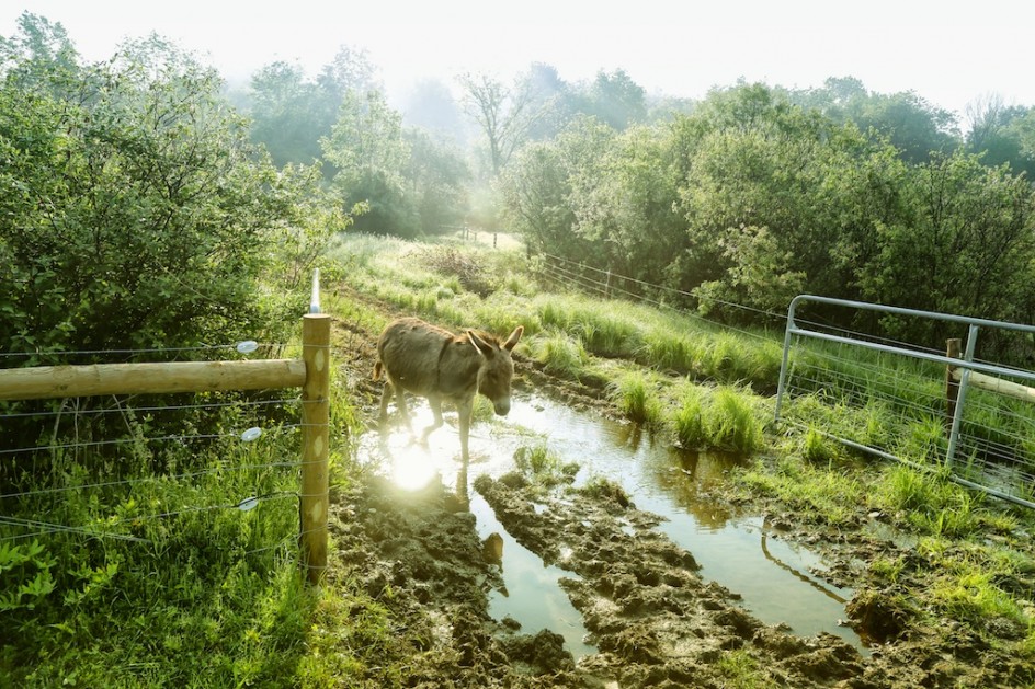 The New Pasture