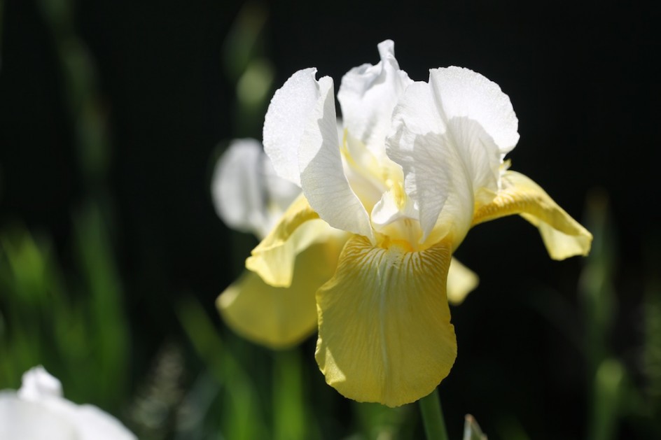 Florence's Yellow Irises