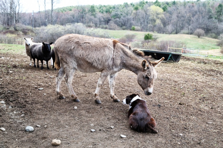 Border Collie Versus Donkey