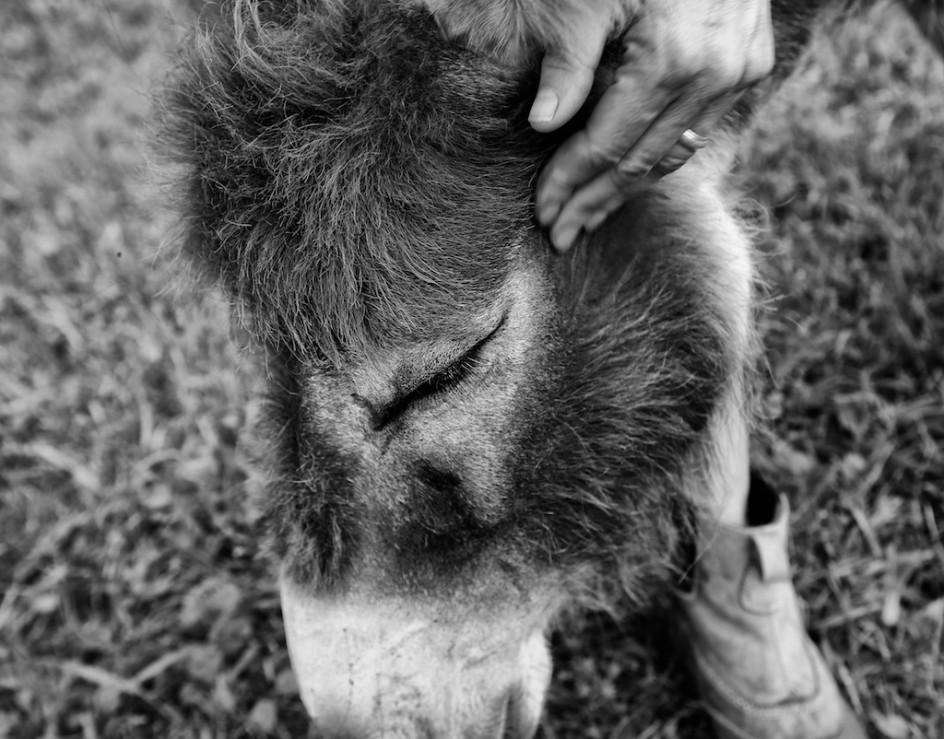 A Donkey's Stinging Eyes