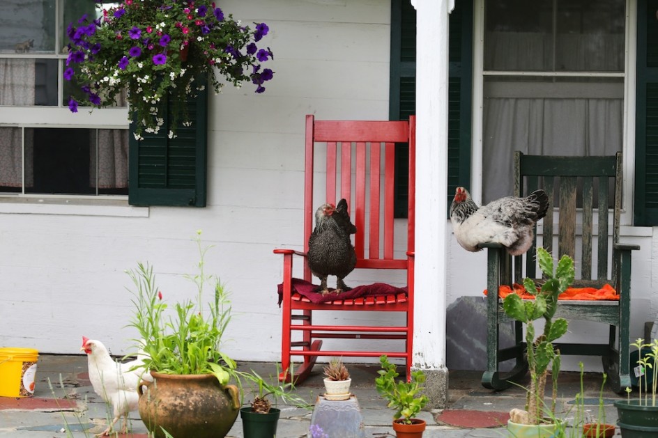 Chickens On The Porch
