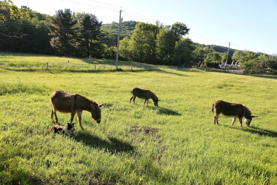 Donkey Herding