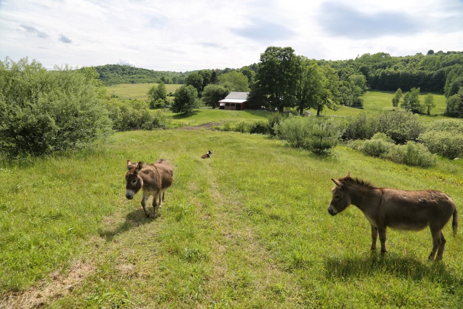 Exploring the pasture