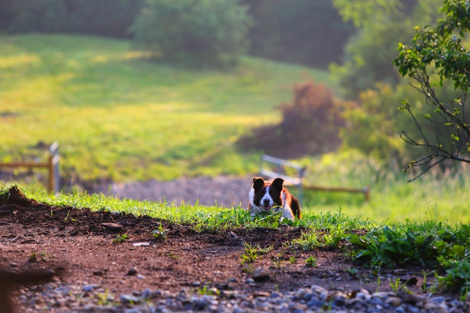 Loving Red: Lifetime Dogs