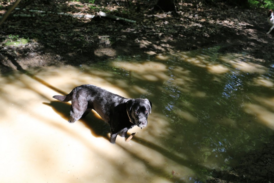 Mud Dog: On The Path