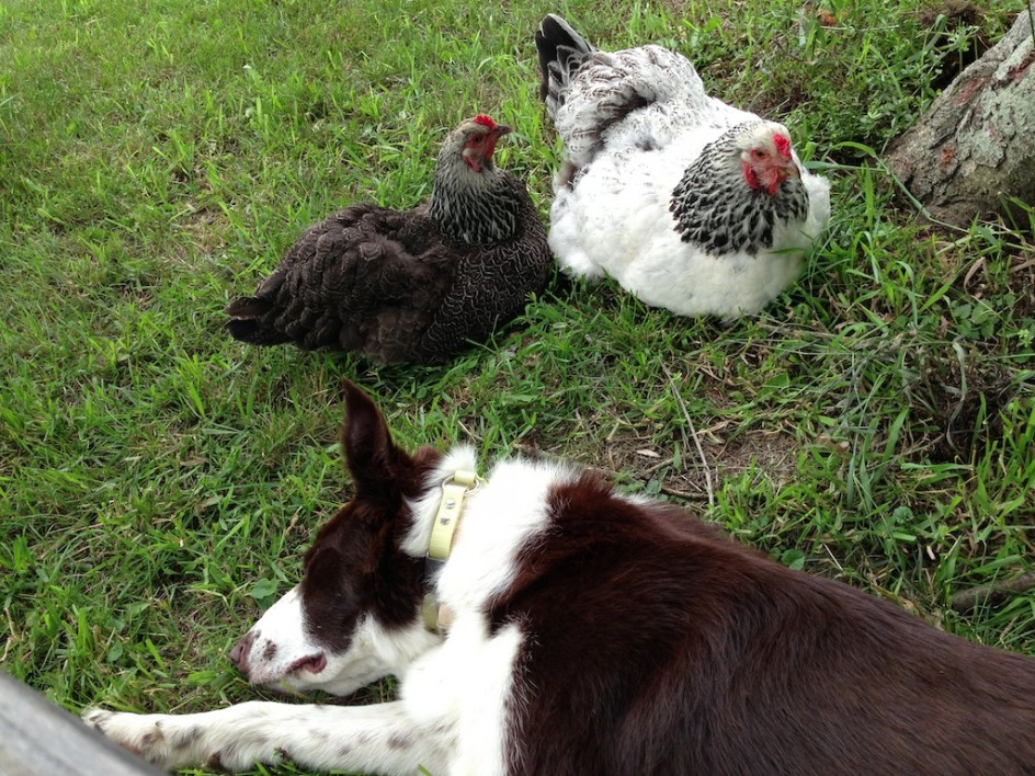 Napping With Hens