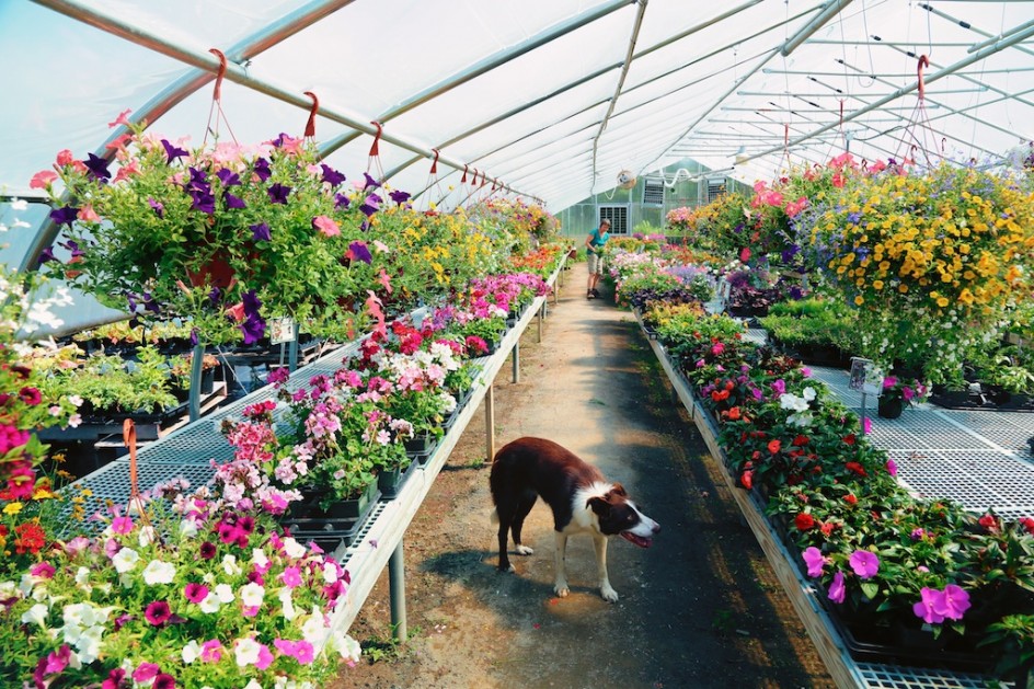 At The Greenhouse