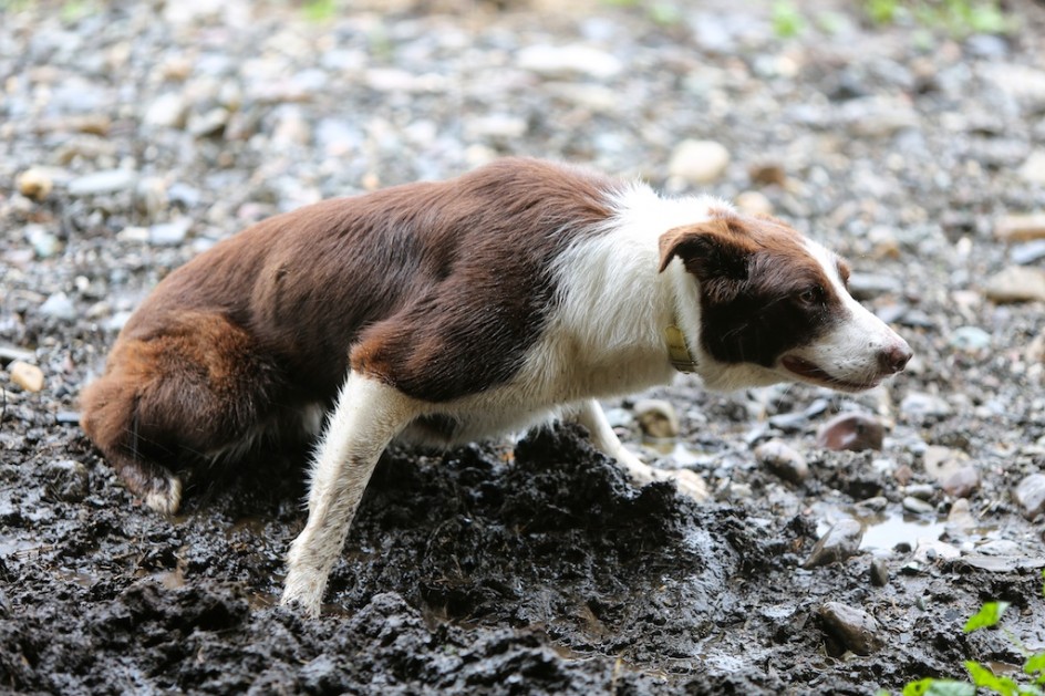 Working Dog In The Rain