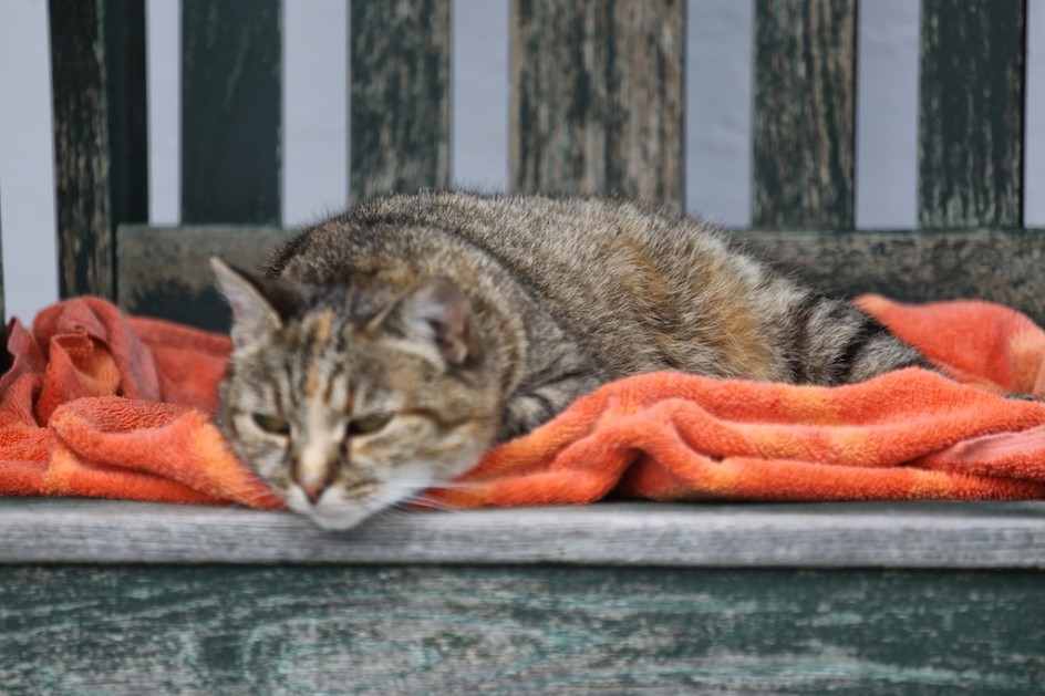 Barn Cat, Retired