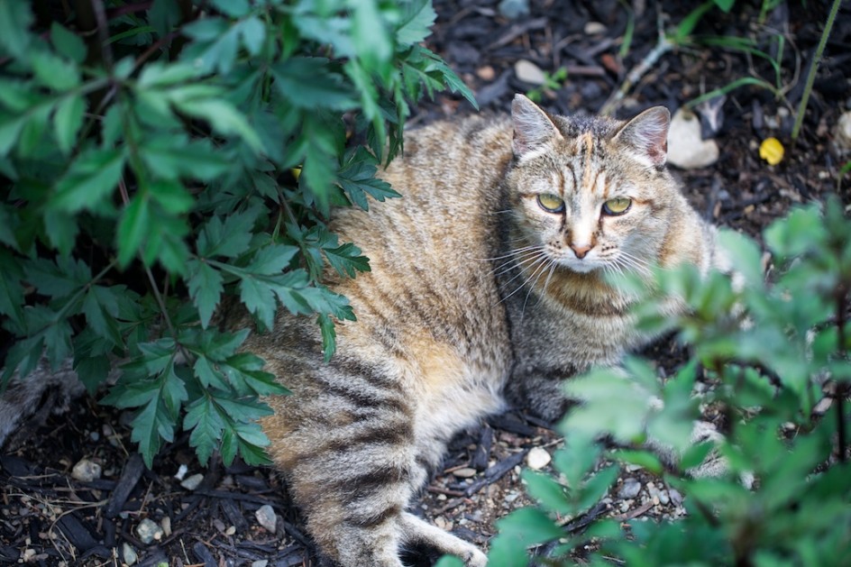 Cat In The Dahlia Garden