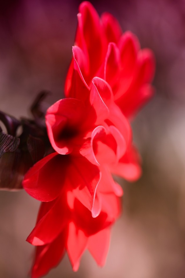 Dahlia Garden: Loving A Flower