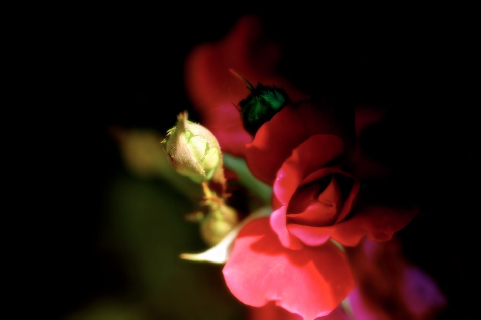Portrait Of A Rose