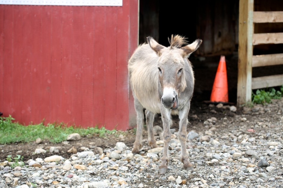 The Junkyard Donkey