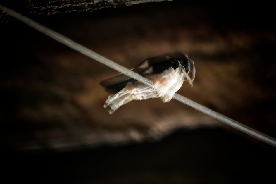 Baby Swallow In The Barn
