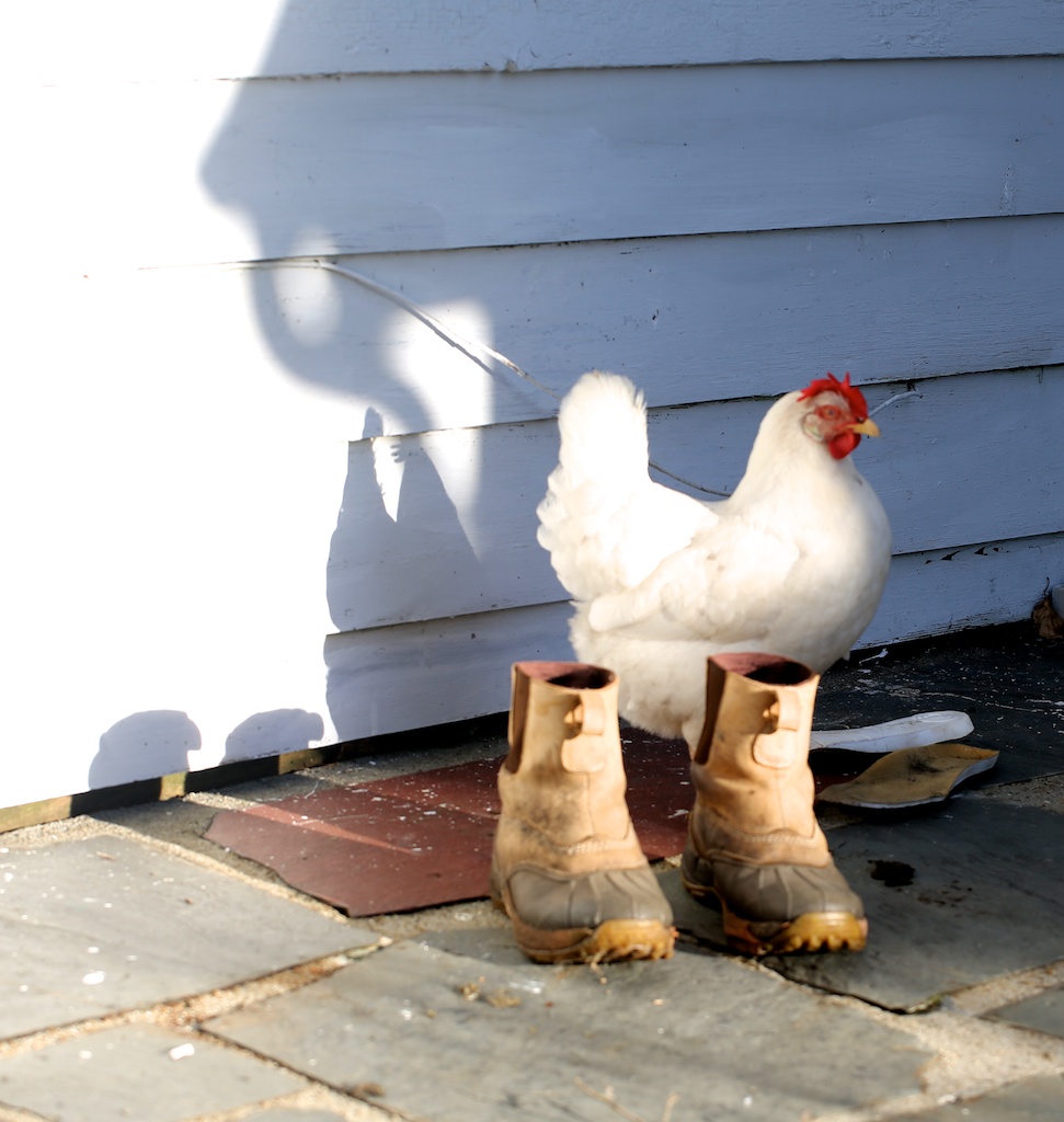 Chicken On The Porch, Sunrise - Bedlam Farm