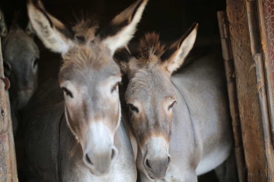 Donkeys In Their Stall