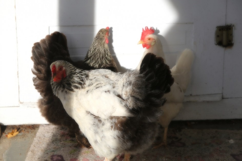 Chickens By The Back Door