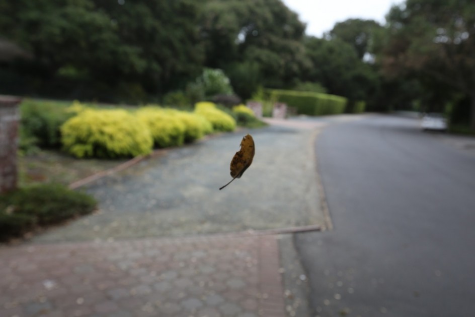 Leaf In A Web