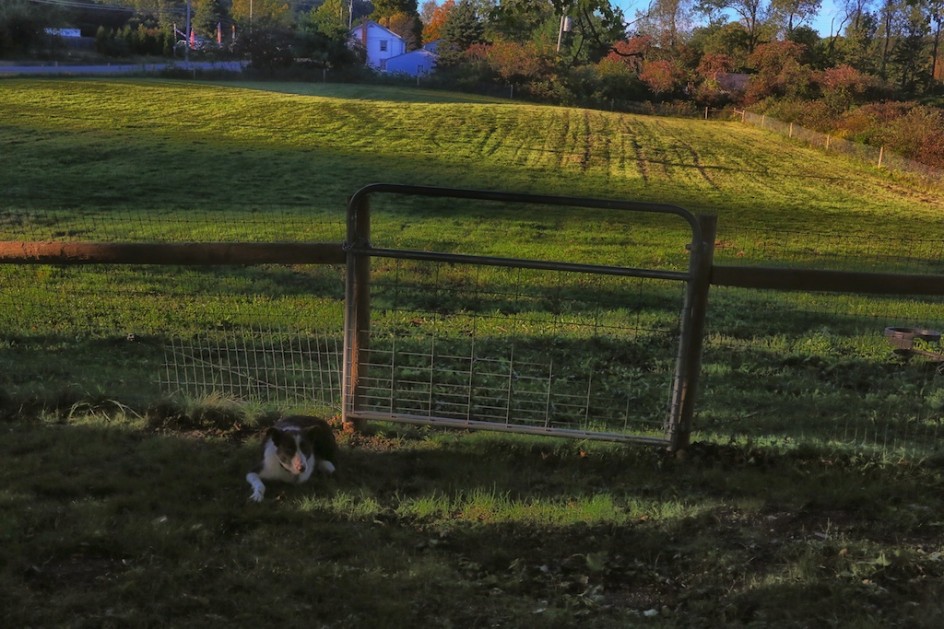 Yearnings Of A Border Collie