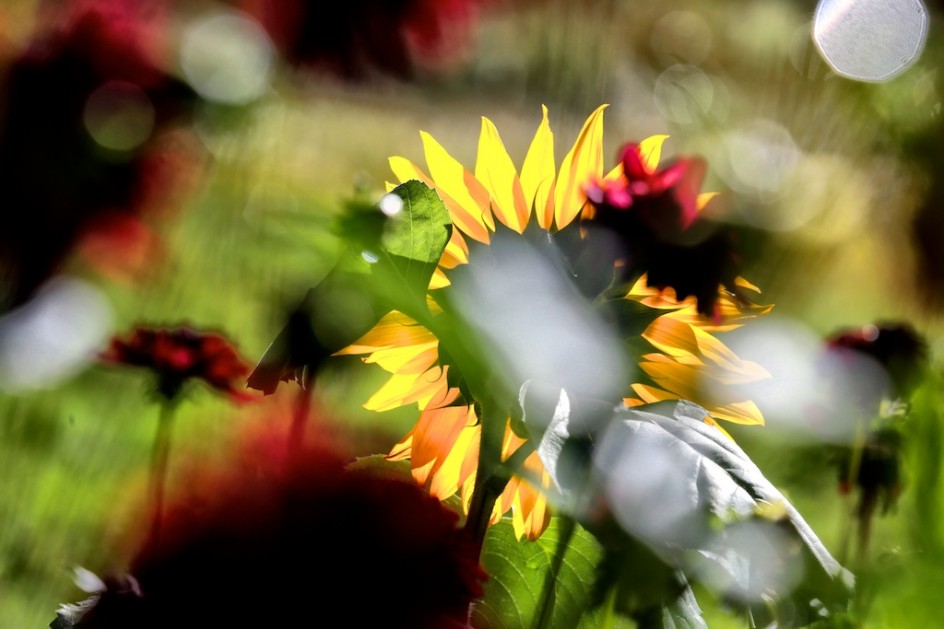 Sunflower In The Dahlia Garden
